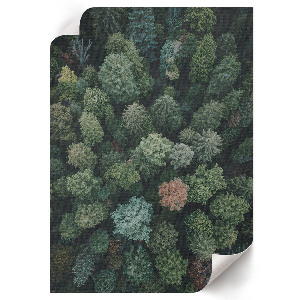 Wall art showing a forest from above