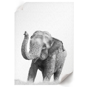 Artistic elephant wall print