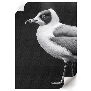 Decorative poster with a bird portrait