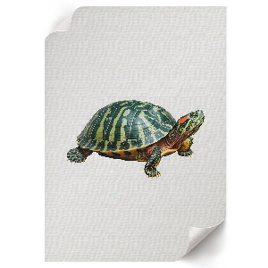 Art print Terrapin