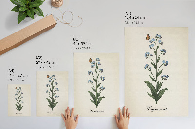 Poster Forget-me-not flower