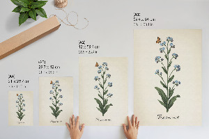 Poster Forget-me-not flower