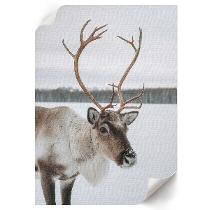 Poster with a winter reindeer illustration