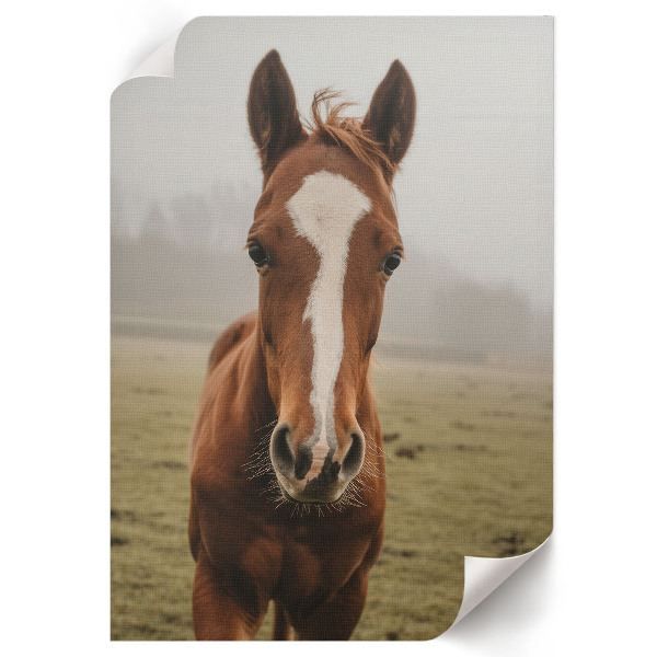 Decorative poster Horse portrait