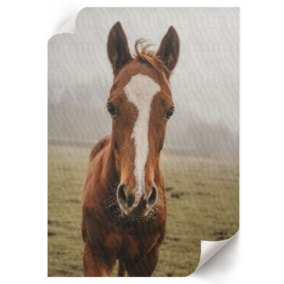 Decorative poster Horse portrait