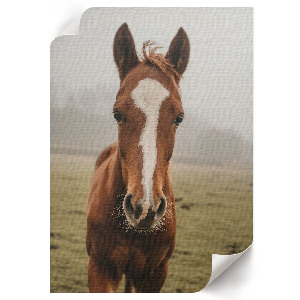 Decorative poster with a horse portrait