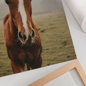 Decorative poster Horse portrait