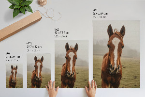 Decorative poster Horse portrait