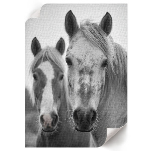 Wall print with a motif of horses together