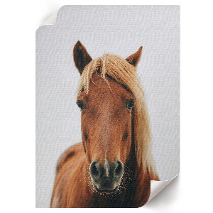 Wall art with a horse portrait