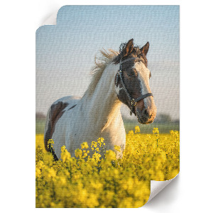 Poster A horse in a field