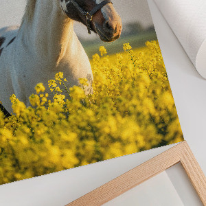 Poster A horse in a field