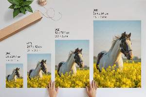 Poster A horse in a field
