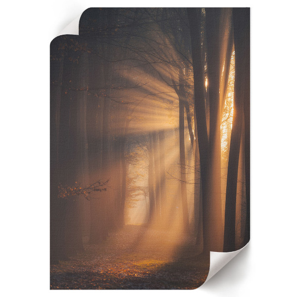 Wall print Forest dawn