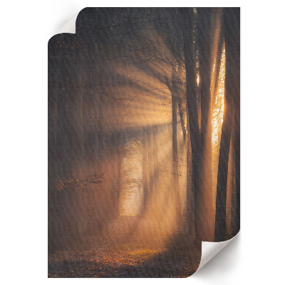 Wall print Forest dawn