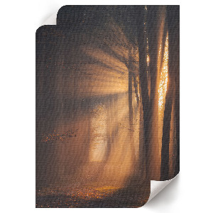 Wall print Forest dawn
