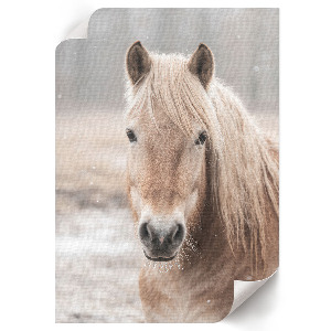 Winter horse wall print
