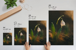 Wall art featuring a spring snowdrop
