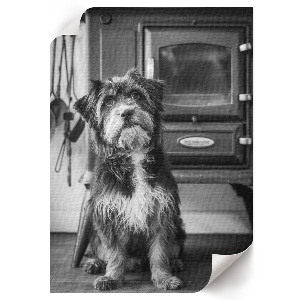 Retro dog wall print