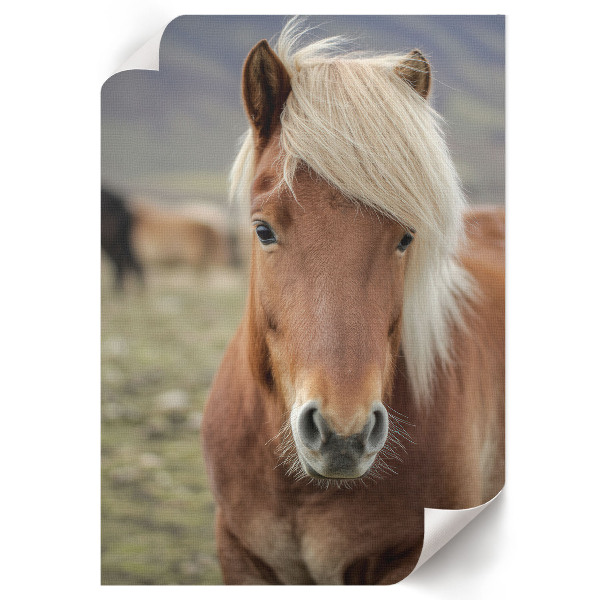 Wall print Icelandic horse