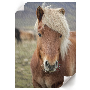 Wall print featuring an Icelandic horse