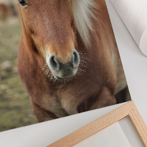 Wall print Icelandic horse
