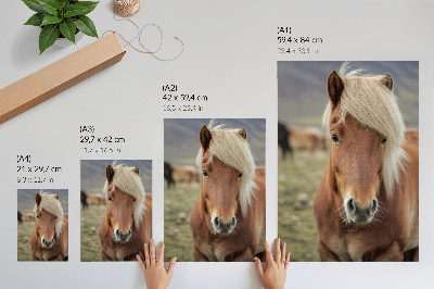 Wall print Icelandic horse