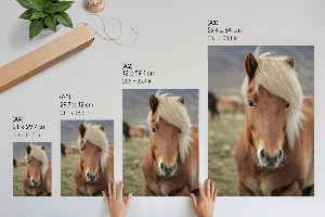 Wall print Icelandic horse