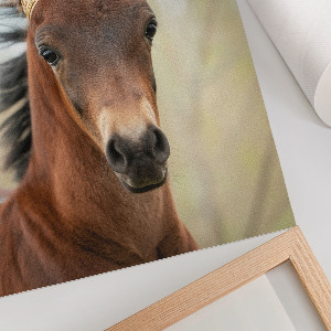 Poster A horse with a crown