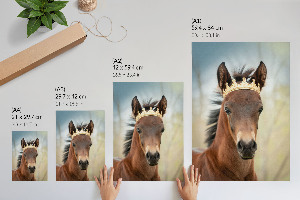 Poster A horse with a crown