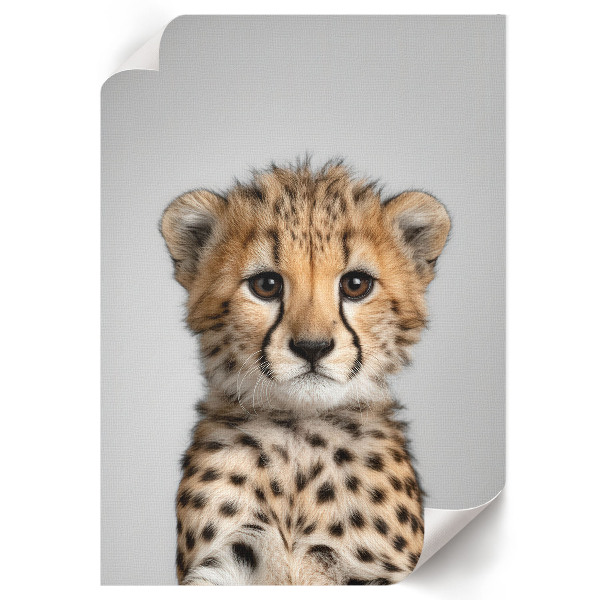 Decorative poster Young cheetah