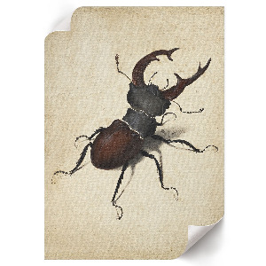 Wall print featuring a stag beetle