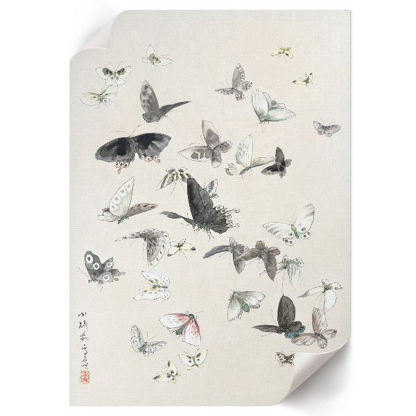 Wall art Butterflies and moths