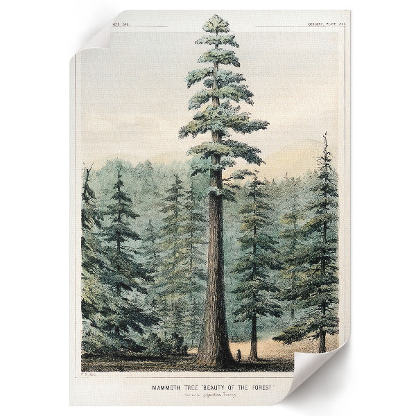 Art print Wellingtonia