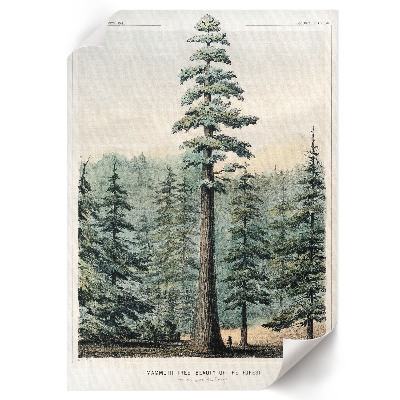 Art print Wellingtonia