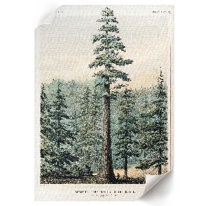 Art print Wellingtonia