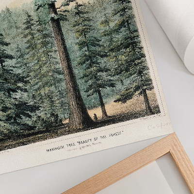 Art print Wellingtonia