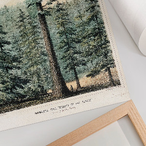 Art print Wellingtonia