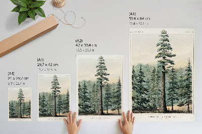 Art print Wellingtonia