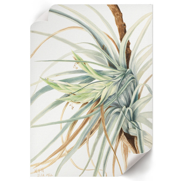 Poster Wild pineapple