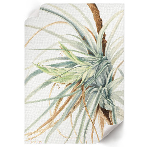 Poster with a wild pineapple illustration