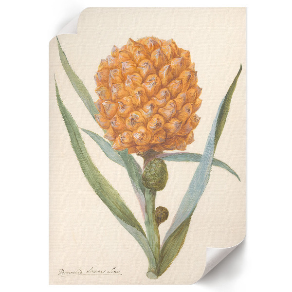 Poster Bromelia pineapple