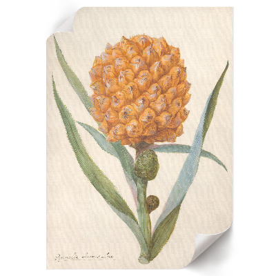 Poster Bromelia pineapple
