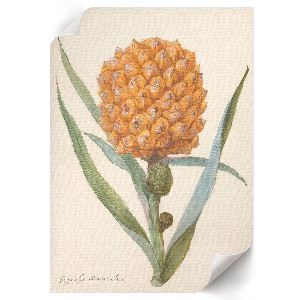 Poster featuring a bromelia pineapple motif
