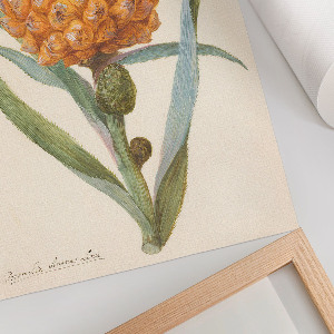 Poster Bromelia pineapple