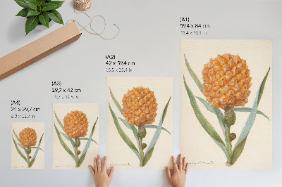 Poster Bromelia pineapple