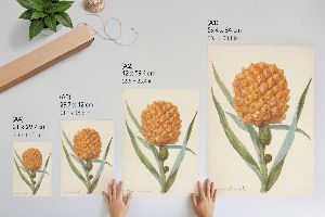 Poster Bromelia pineapple