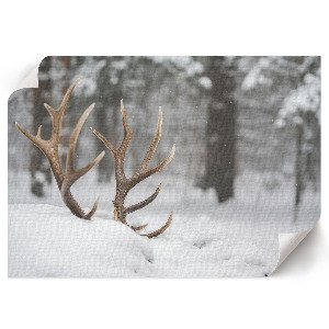 Premium wall art featuring antlers in the snow