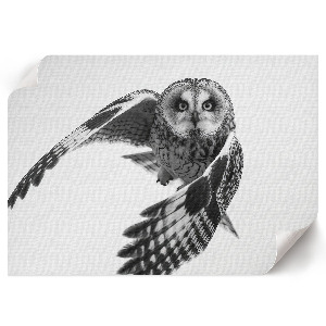 Canvas poster Owl in flight