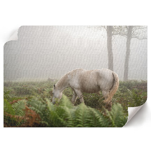 Canvas poster depicting a horse in a forest